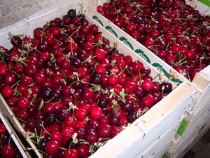 Les cerises Newstar - domaine du bosc - lavaur - Tarn