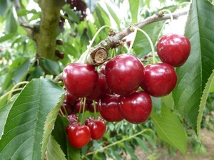 Les cerise burlat - la cueillette du bosc - Ambre - Tarn