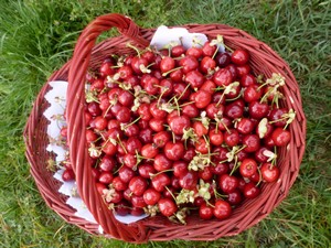 Les cerises Burlat - domaine du bosc - lavaur - Tarn